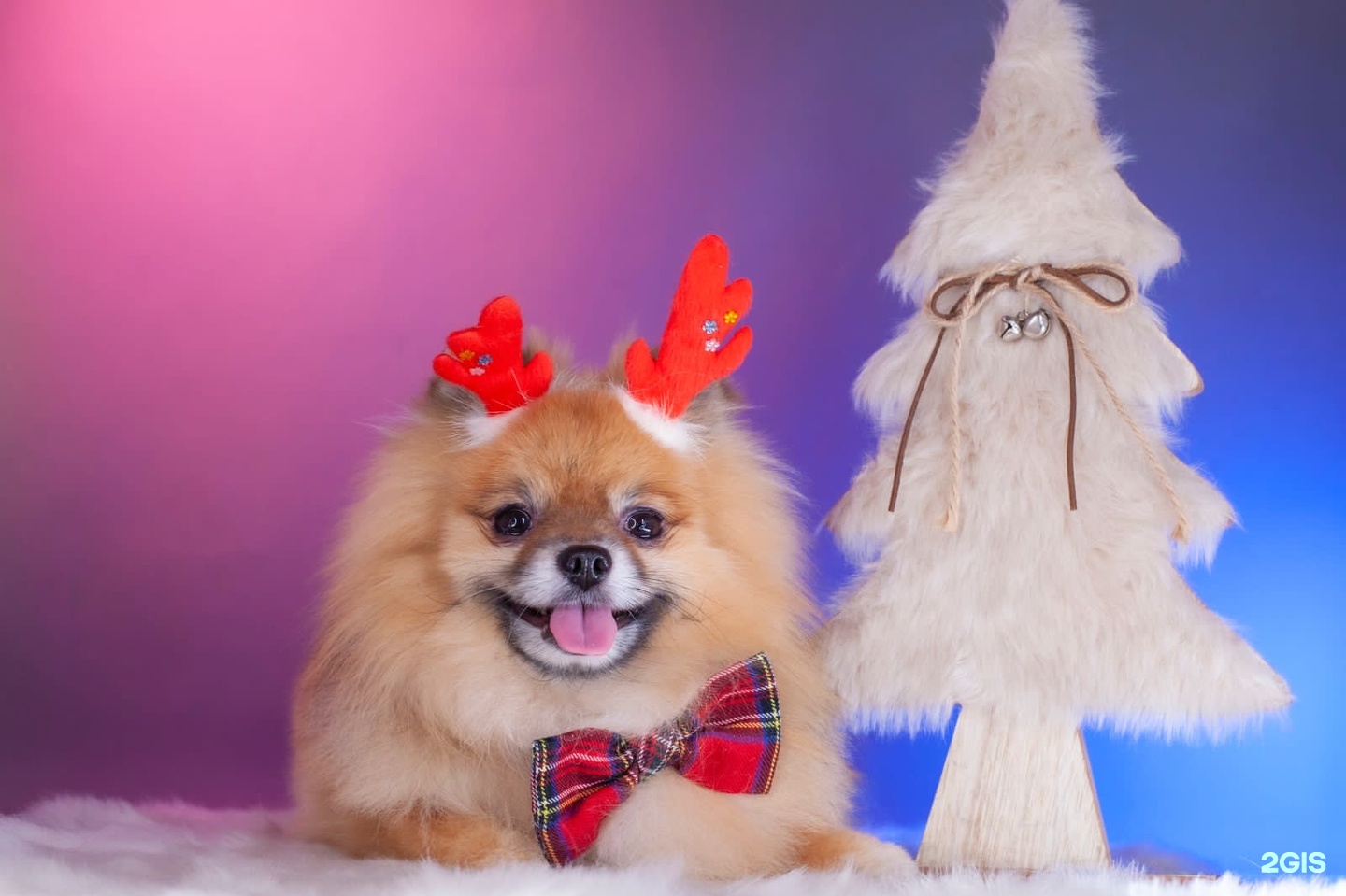 Зоосалон фаворит калуга. Зоосалон фаворит императрицы спб. Фаворит императрицы зоосалон. Фаворит императрицы зоосалон на звездной. Граф йорк.