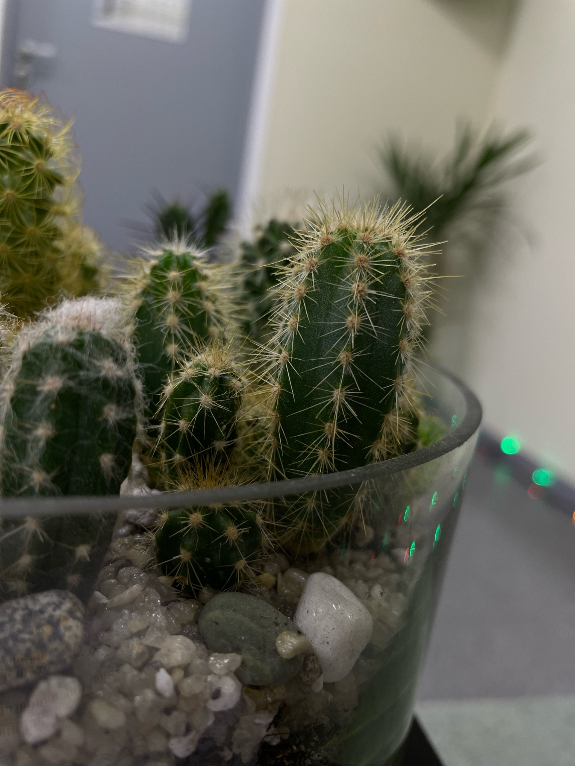 NoCactus, студия эпиляции, Пирамида, площадь Ленина, 5а, Кстово — 2ГИС