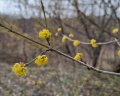 Лесная поляна: отзыв от Александр М