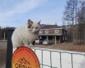 Орлик: отзыв от Sergei Bakharev
