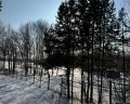 Сны Леса: отзыв от Елена Гриценко