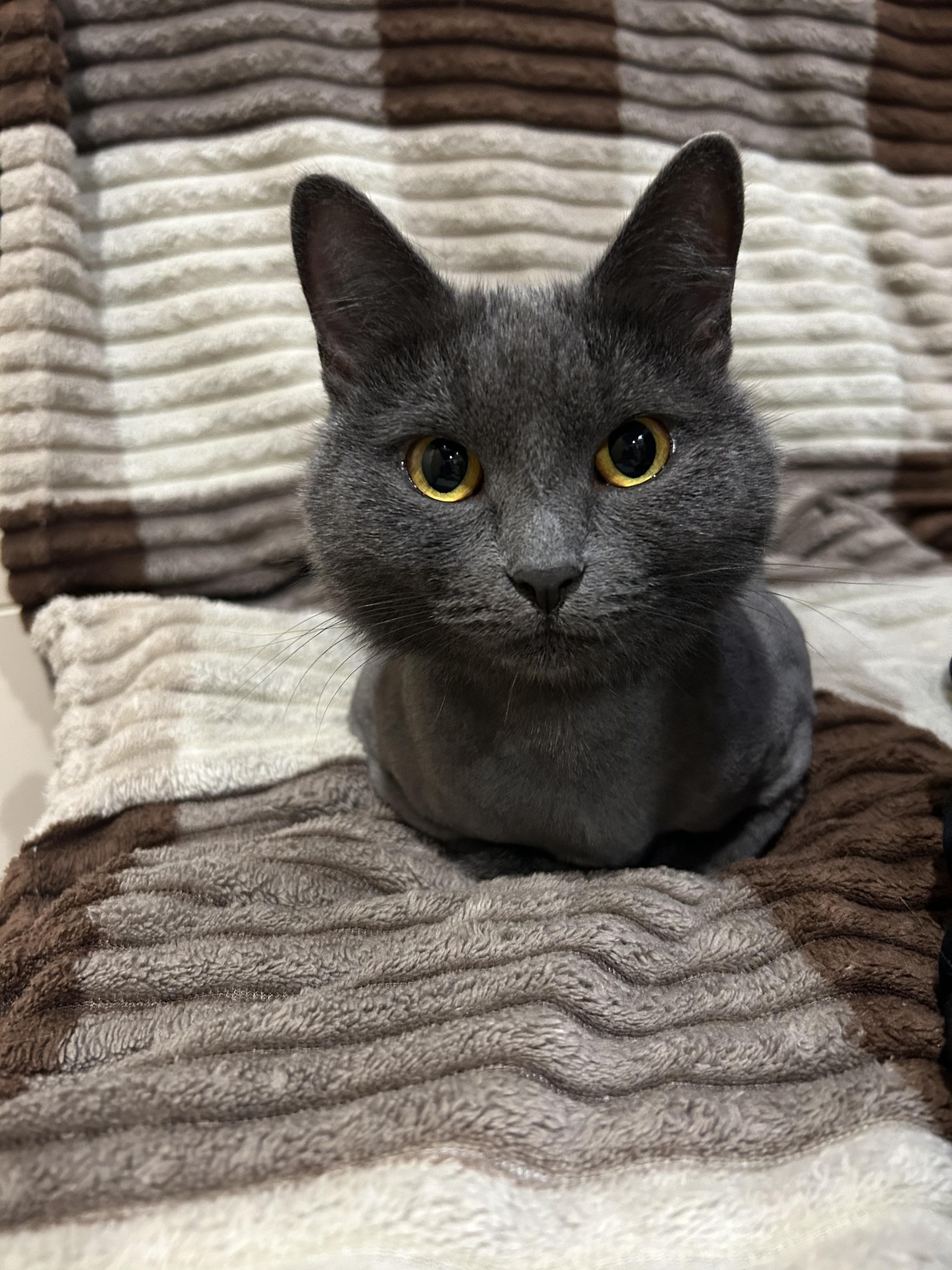 Barber Cat, груминг-студия, 8 Июля, 22, Миасс — 2ГИС