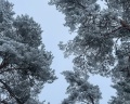 WhiteResort Поляны Карелия: отзыв от Даниил из тг @resto_mesto