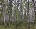 Березовая роща: отзыв от Татьяна Татьяна