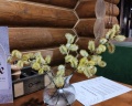 Goldy Key: отзыв от Альфа Омега