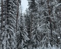 Дача: отзыв от Любовь Поднебесная
