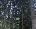 Skywood: отзыв от Елена Авакова