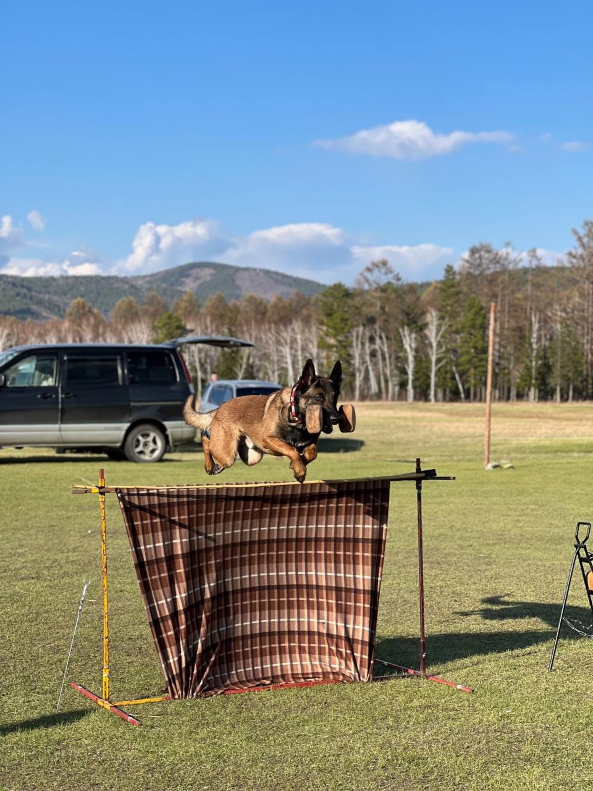 Dog-Profi, центр дрессировки собак, Одесский переулок, 4, Улан-Удэ — 2ГИС