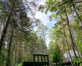 Хвоя: отзыв от Olesya S