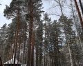 Кедровый Остров: отзыв от Лика .