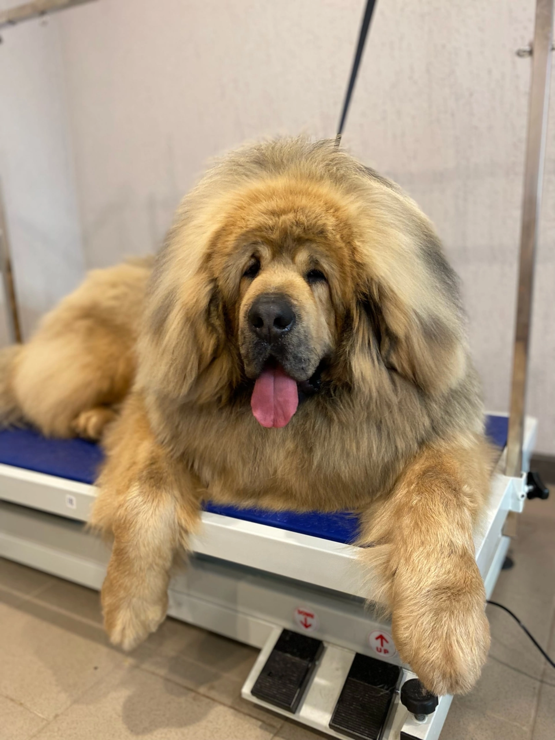 Pro Grooming, бульвар Кулибина, 6а, Тольятти — 2ГИС