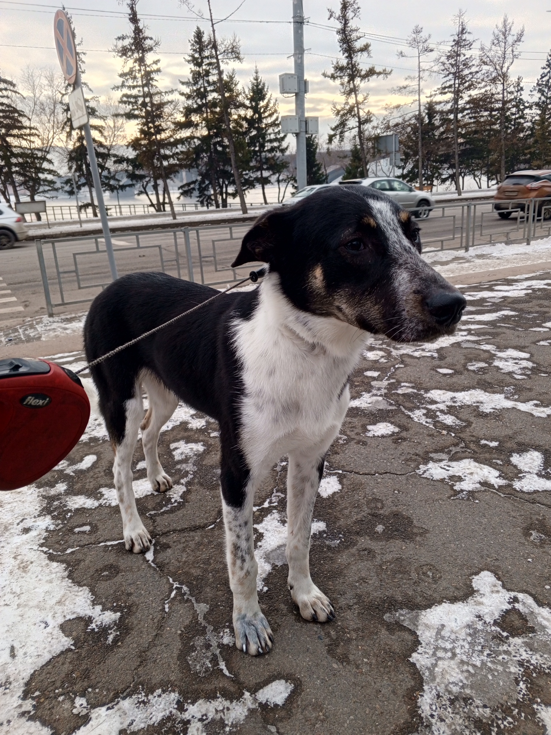 Barber&dog, парикмахерская для животных, Дубровинского улица, 78,  Красноярск — 2ГИС