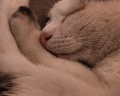 Amber Shore Collection: отзыв от Лилия Гамбит