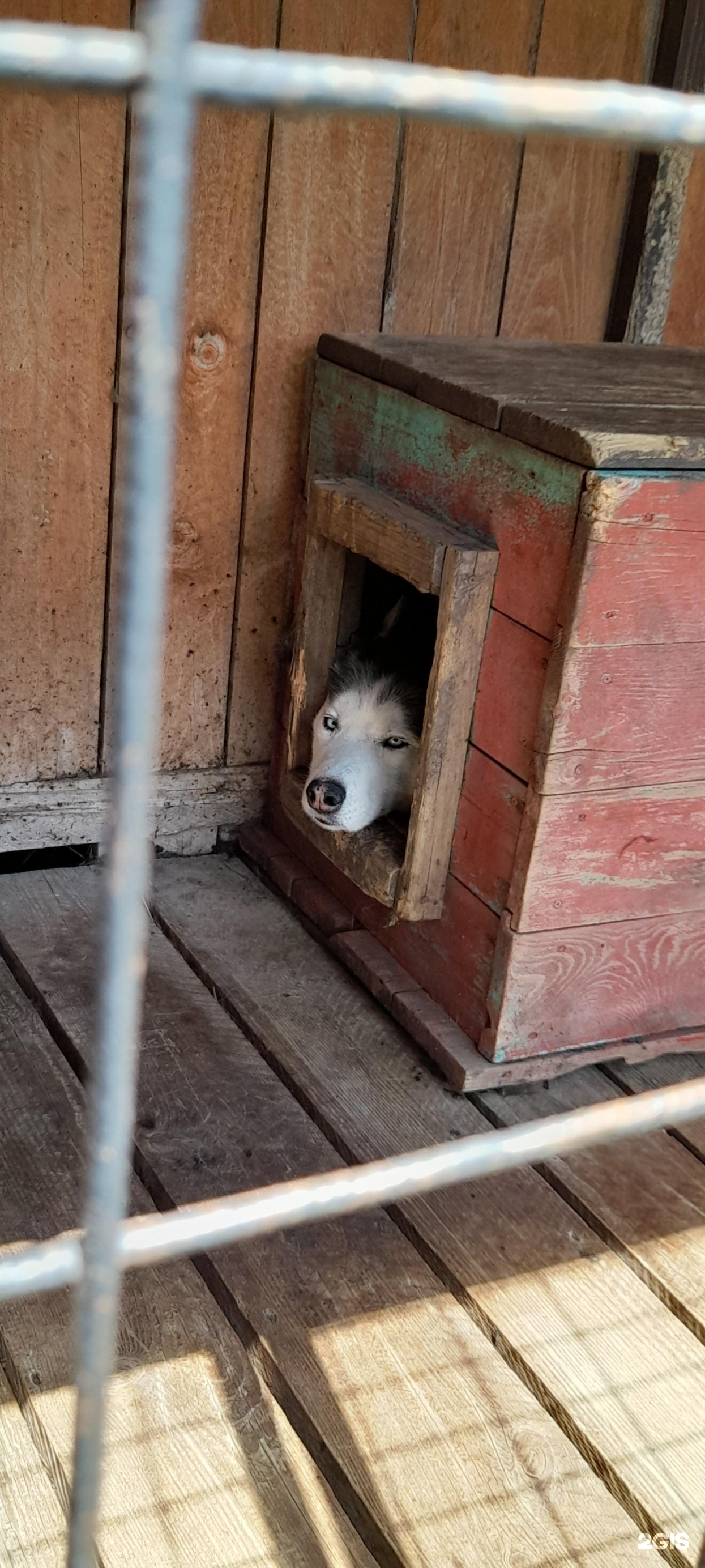 Большие коты, центр ездового собаководства, Чемальский район, Чемальский  район — 2ГИС