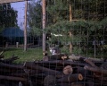 Sokolki village: отзыв от Тимур