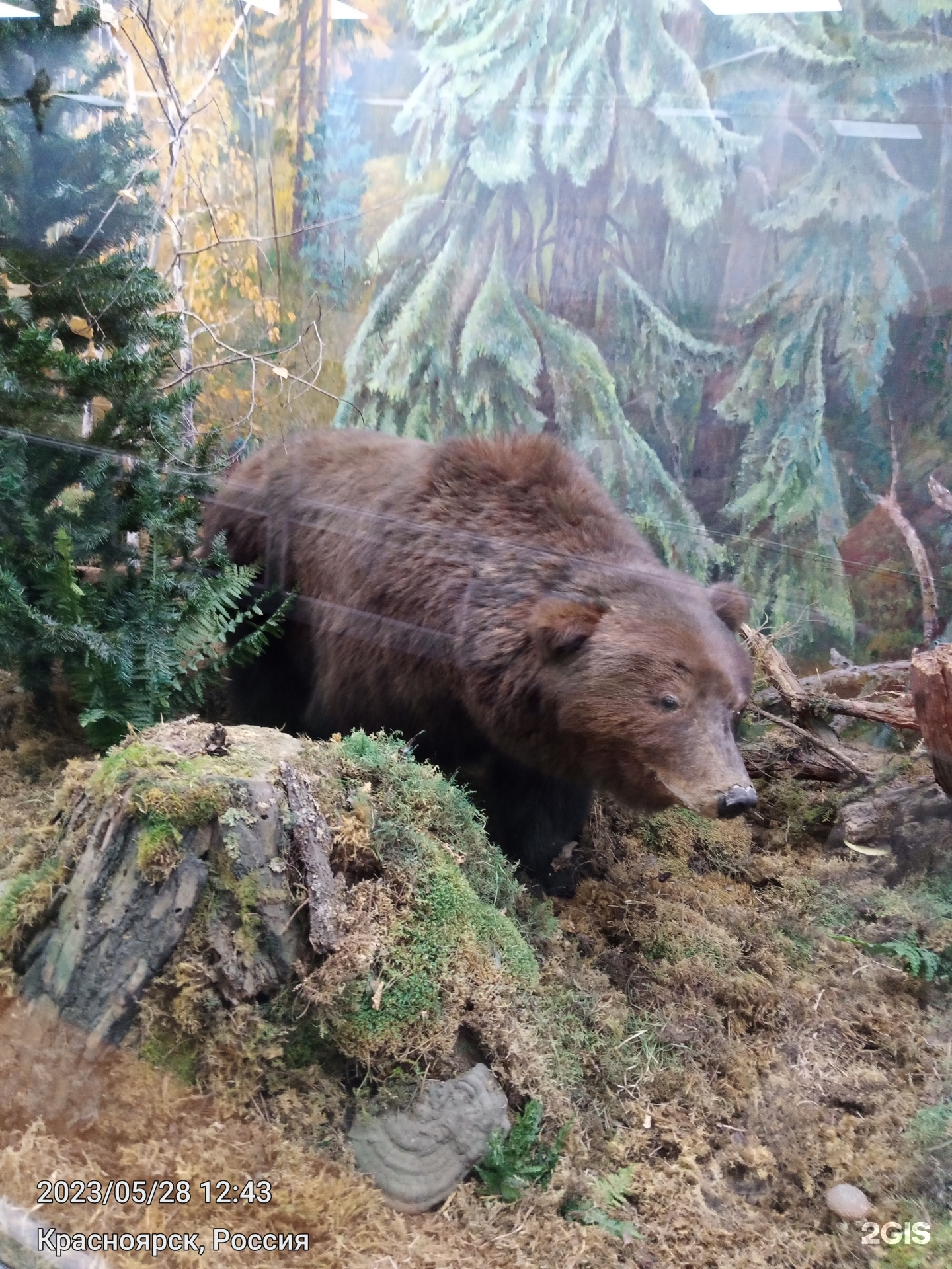 Красноярский краевой краеведческий музей, профсоюз, Дубровинского улица,  84/1, Красноярск — 2ГИС