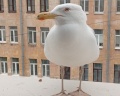 Yes Marata: отзыв от ЛËША 2