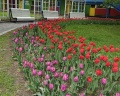 Сад Баумана: отзыв от Mayrose *