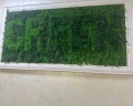Green: отзыв от Apple User