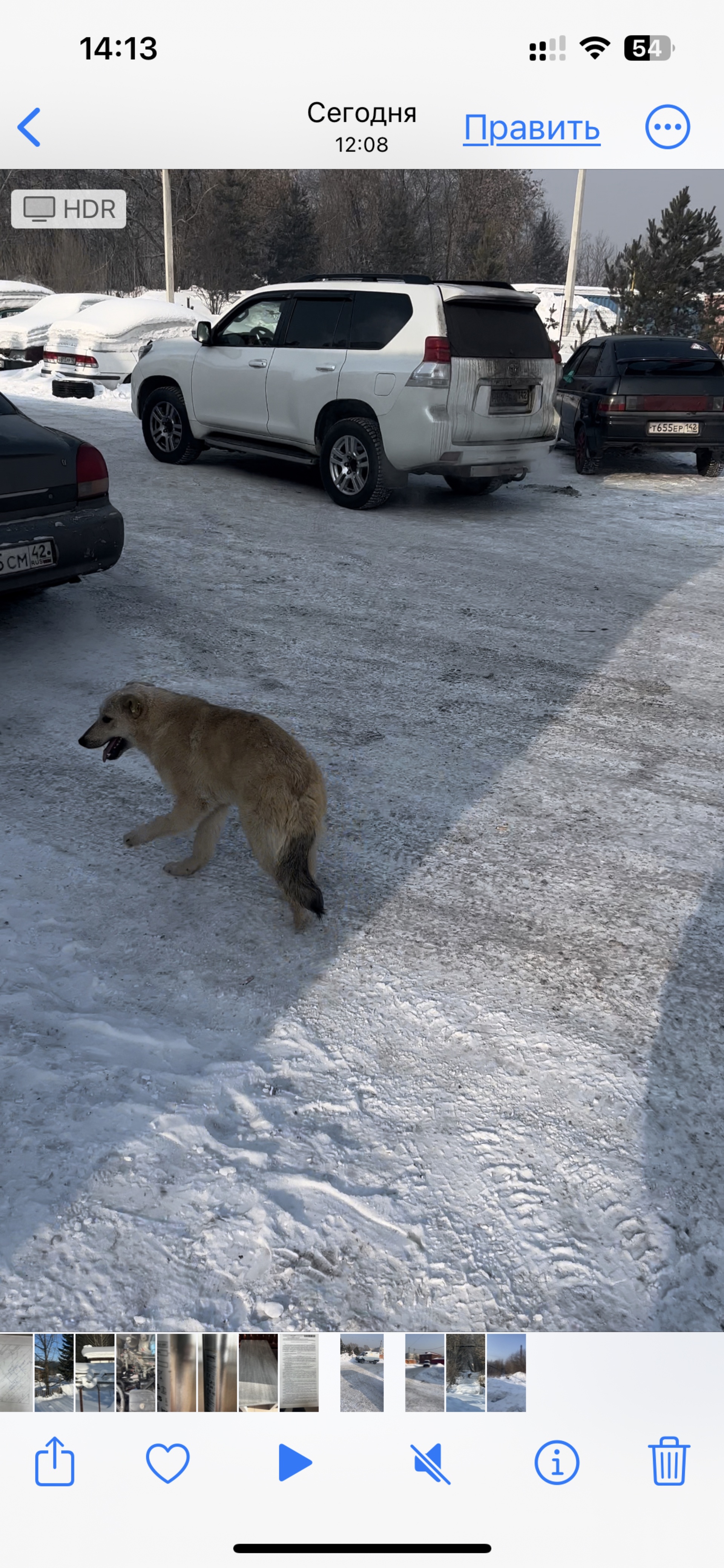 Отзывы о Шанс на жизнь, приют для животных, с. Сосновка, с. Сосновка - 2ГИС