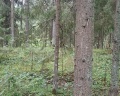 Аннушка: отзыв от Елена Росси