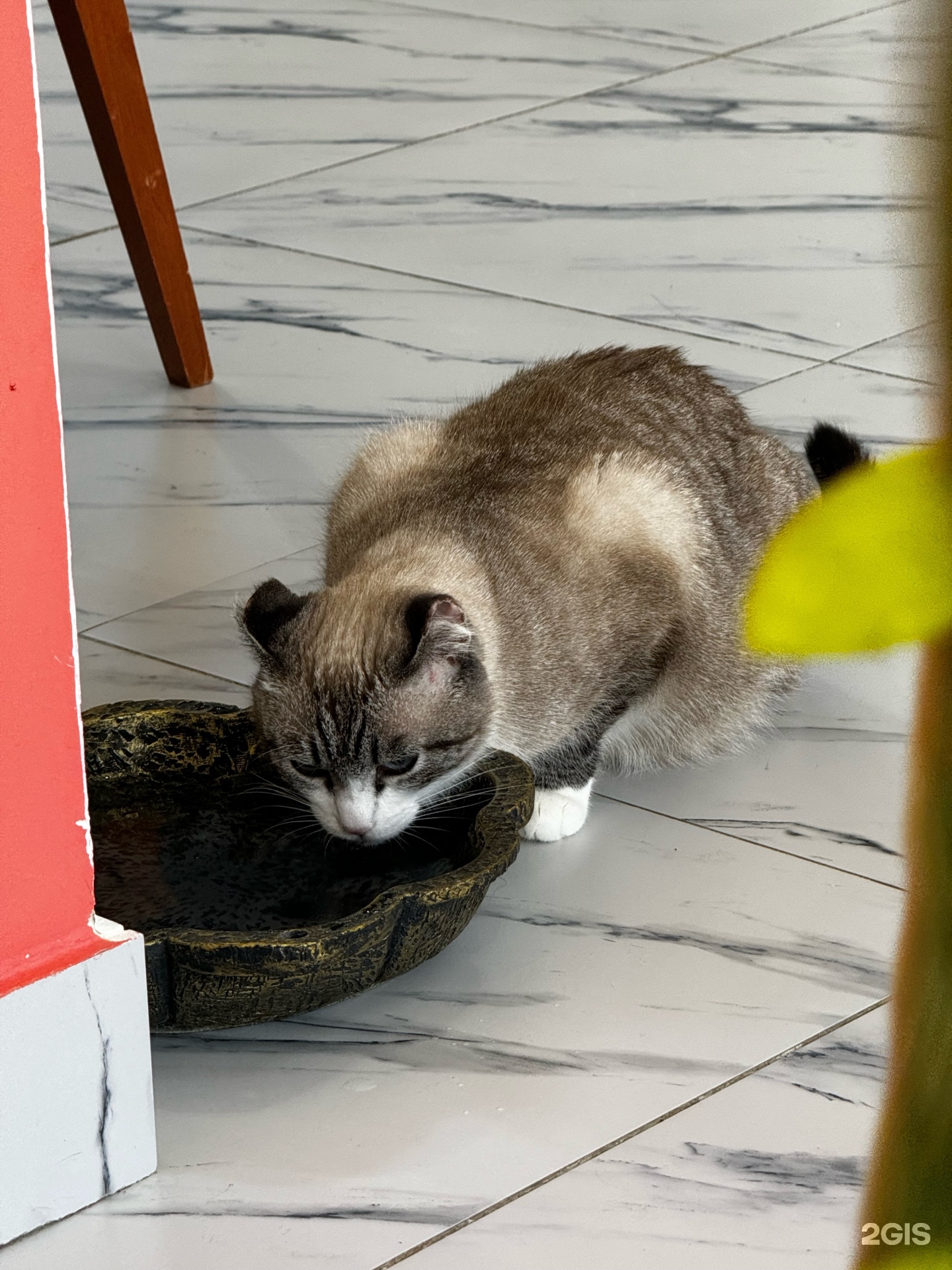 Meowcatcafe, улица Илияс Омаров, 27, Астана — 2ГИС