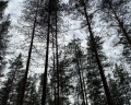 Mystic Hills: отзыв от A Akkerman