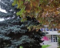 Лотос: отзыв от Городской житель