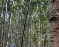 Экстримлэнд: отзыв от Анна Капралова