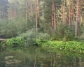 Деревня Берендеевка: отзыв от Елена Дзюба