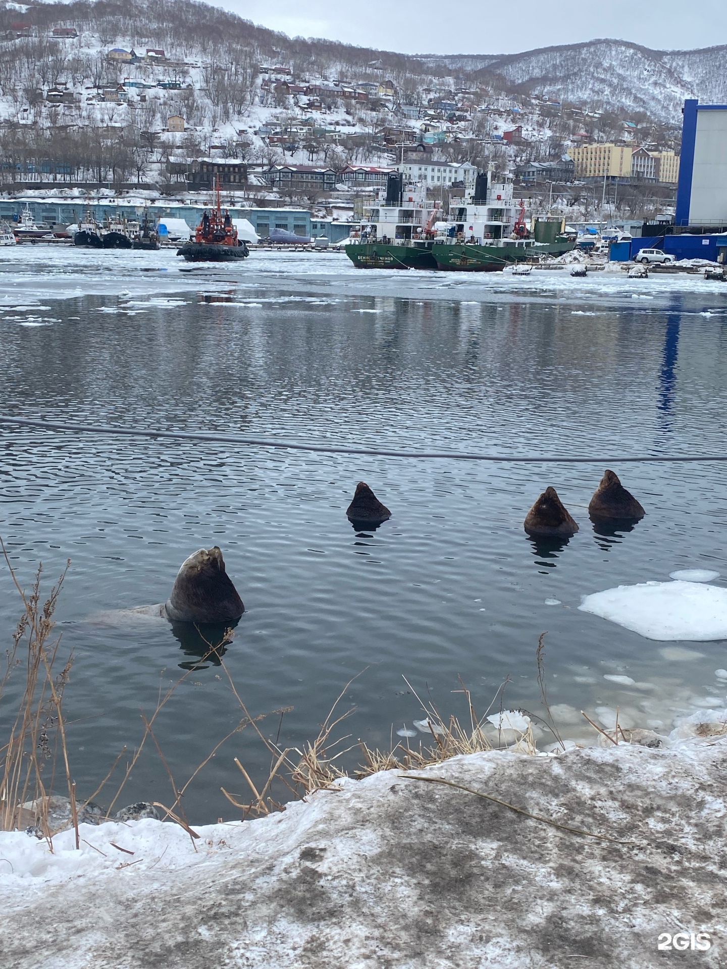 Лежбище сивучей, Петропавловск-Камчатский — 2ГИС