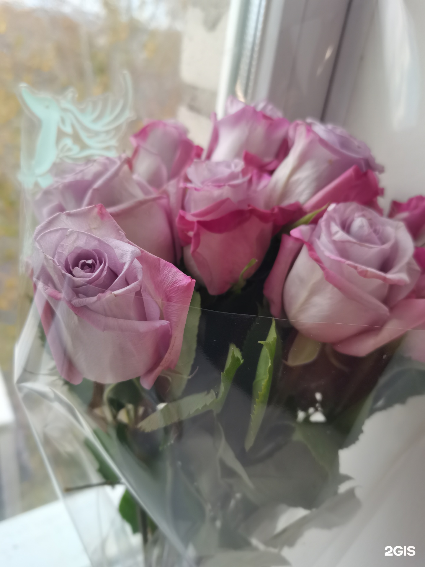 Хабцветторг комсомольск на амуре. Хабцветторг хабаровск. Цветочный магазин аэлита комсомольск на амуре. Растения комсомольска на амуре. Ленина 9 комсомольск на амуре хабцветторг.