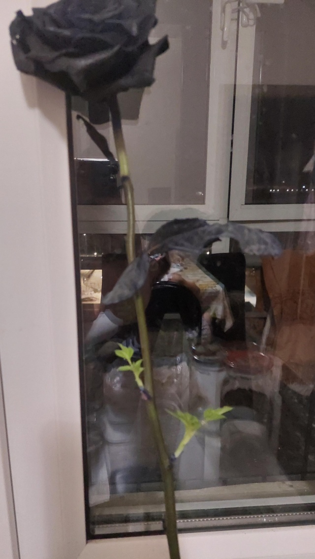 Эротикалық секс суреттері Қыздардың жыныстық хабарлары