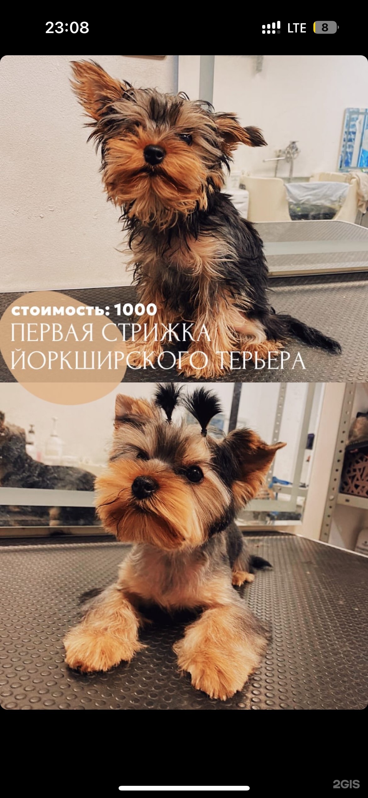 Pet grooming, 32-й комплекс, 1, Набережные Челны — 2ГИС