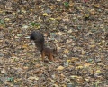 Парк «Наташинские пруды»: отзыв от Николай Матюшко