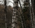 Ботанический сад Академгородка: отзыв от Полина Сонхуновна