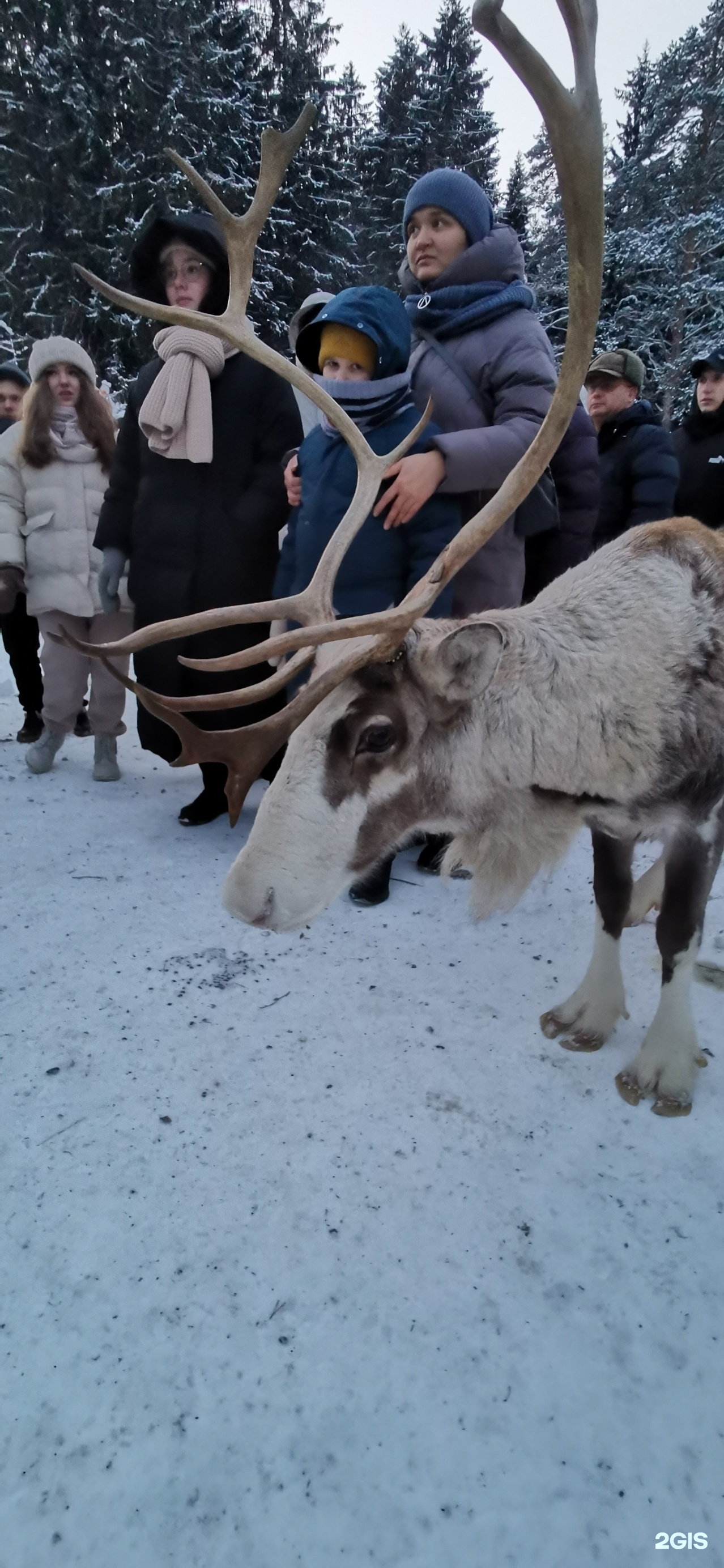 Мендсары ленинградская область лесная избушка