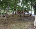 Alra Eco Village: отзыв от Сергей Бурунов