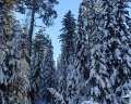 Лебедь: отзыв от Людмила Жителева
